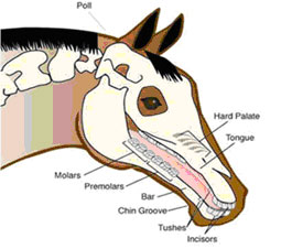 horse bit severity chart